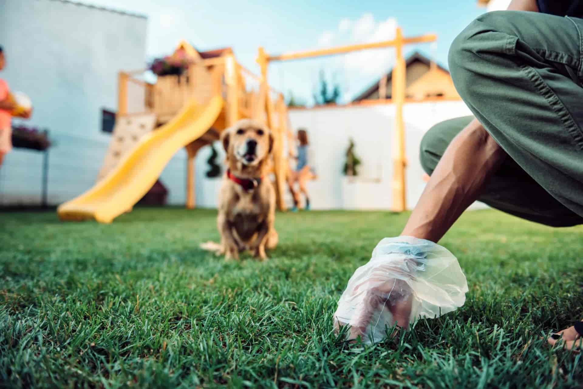 Pooper Scooper Service POOP 911 Dog Waste Removal