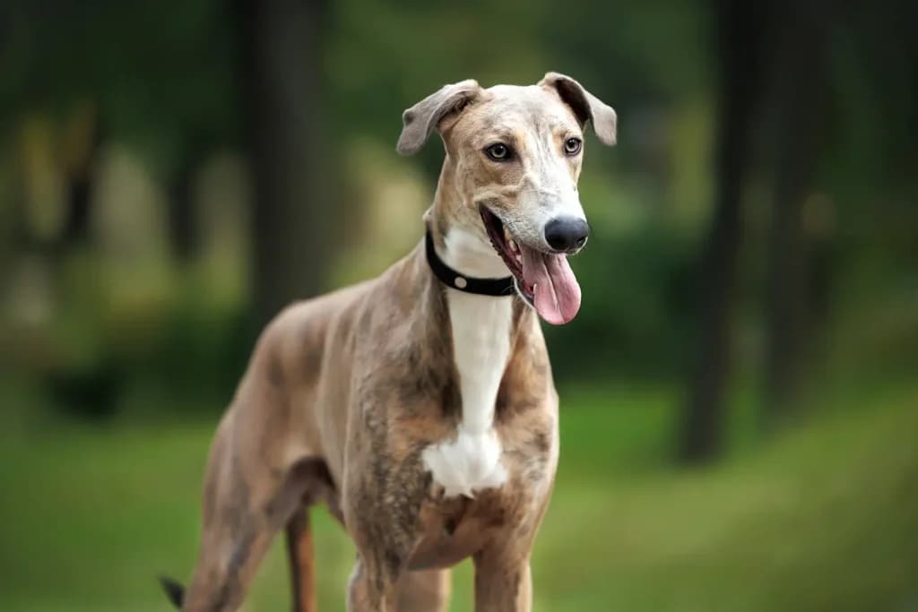 Greyhounds: Graceful, Gentle, and Surprisingly Chill