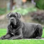 Cane Corsos: Power, Protection, and a Whole Lot of Loyalty