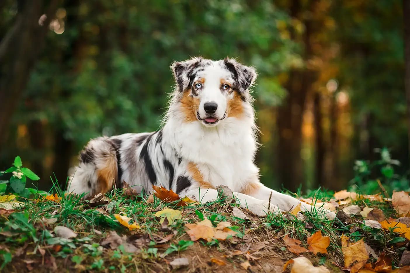 Australian Shepherds: Energy, Smarts, and a Whole Lot of Wiggle