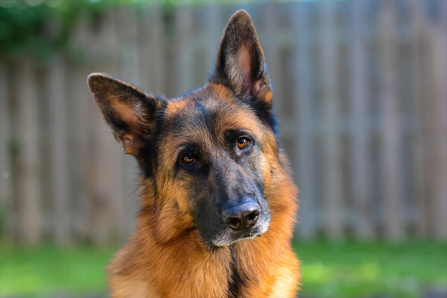 German Shepherds: Brave, Brilliant, and Always by Your Side