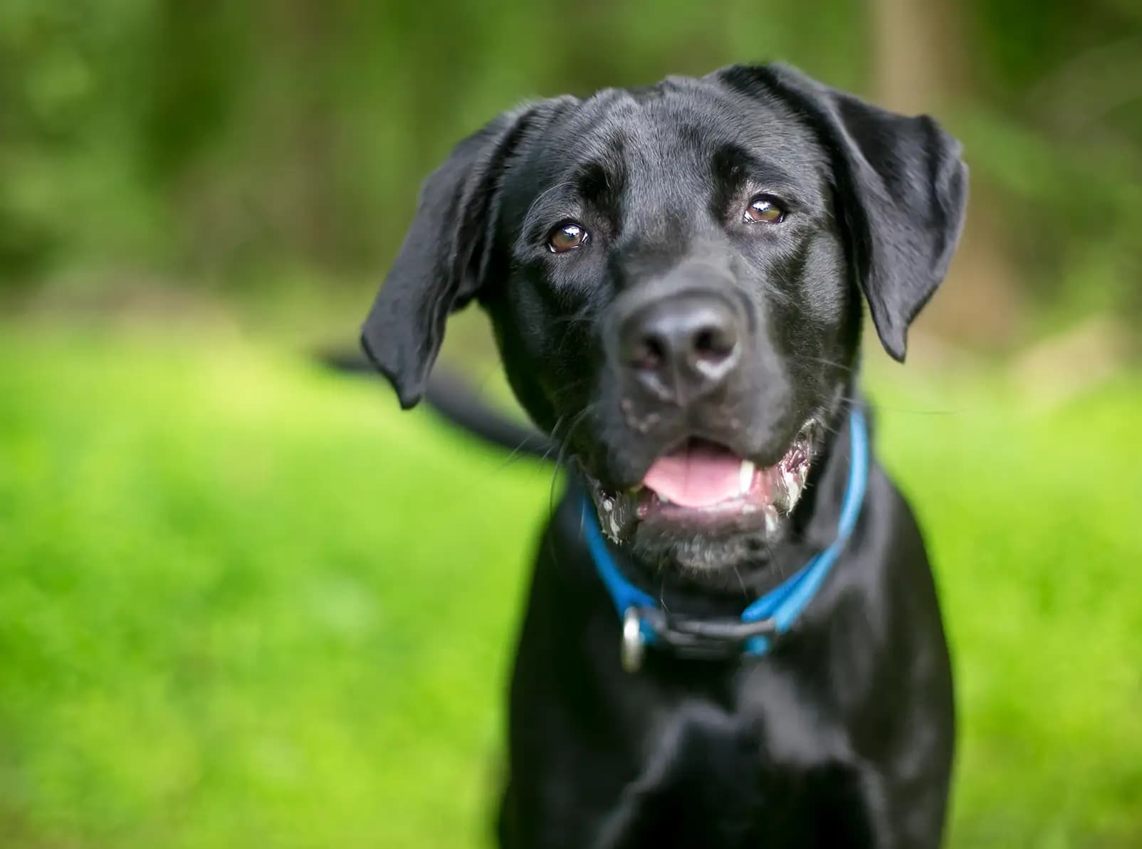 Labrador Retrievers: America’s Favorite Tail-Wagger