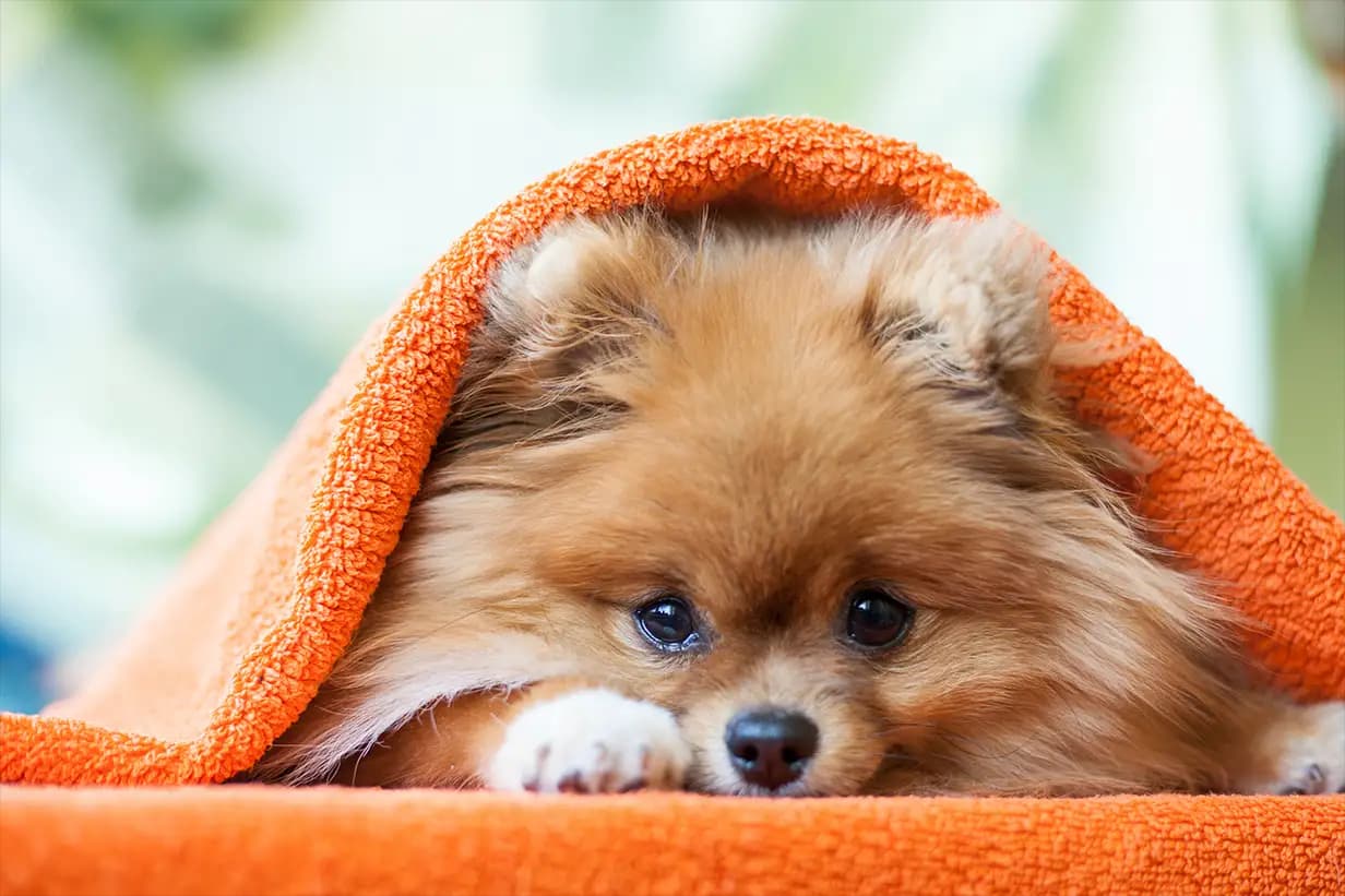 Pomeranians: Fluffy, Fierce, and Full of Charm