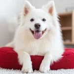 Samoyeds: Smiles, Snow Coats, and Warm Hearts