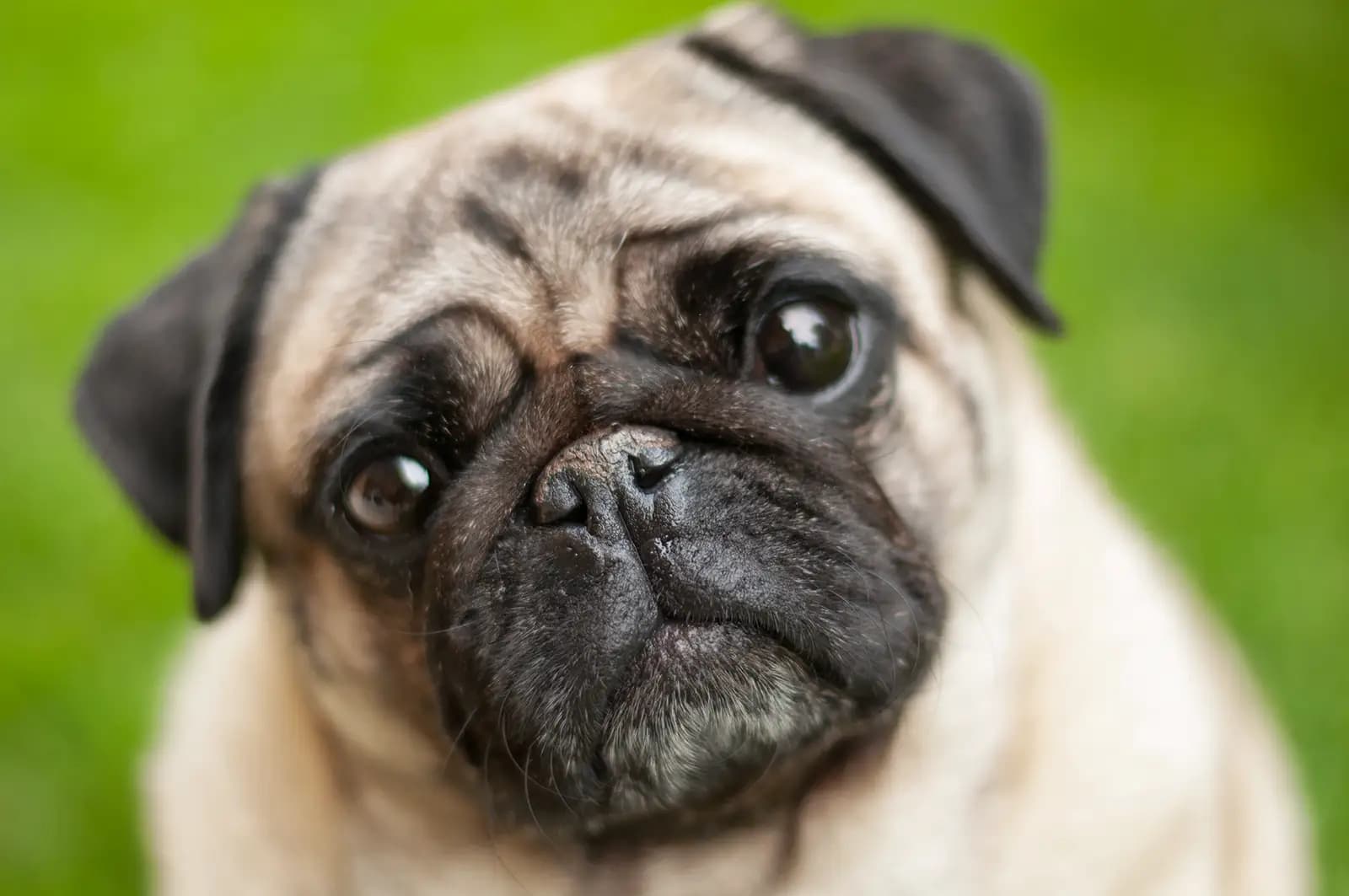 Pugs: Small Faces, Big Feelings