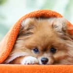 Pomeranians: Fluffy, Fierce, and Full of Charm