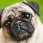 Pugs: Small Faces, Big Feelings