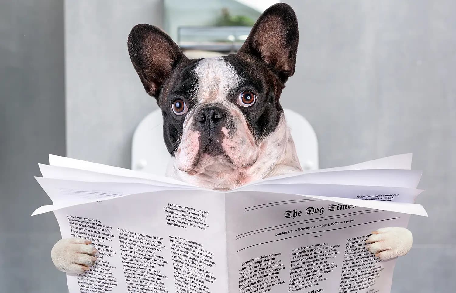French Bulldogs: Compact, Comical, and Completely Charming