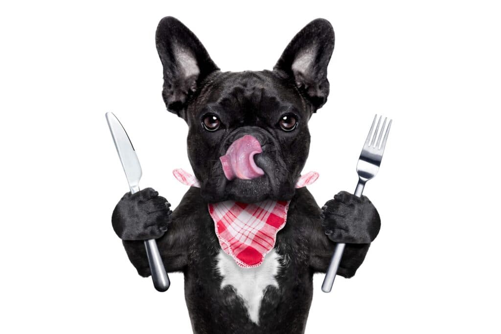 Why Does My Dog Lick Me?