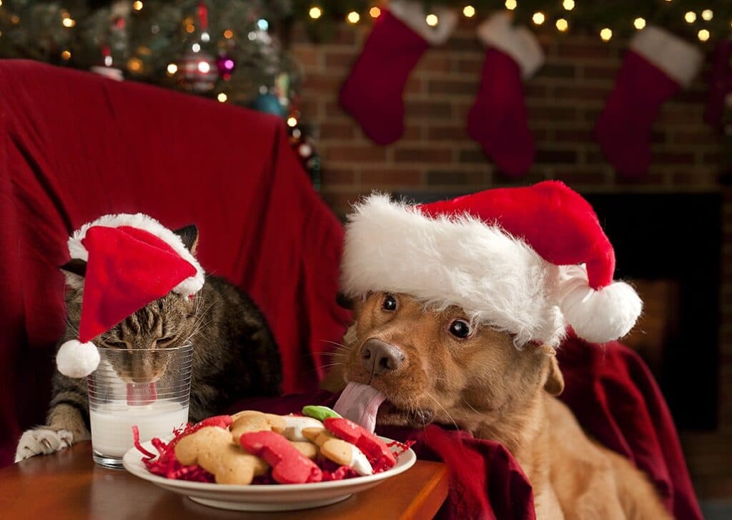 Dogs and Cats and How To Introduce Them