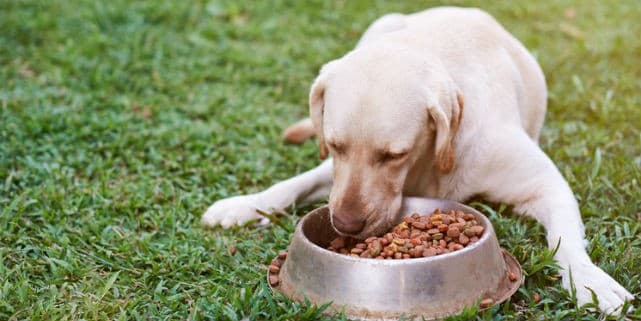 An Introduction to Probiotics and Your Dog’s Digestive System