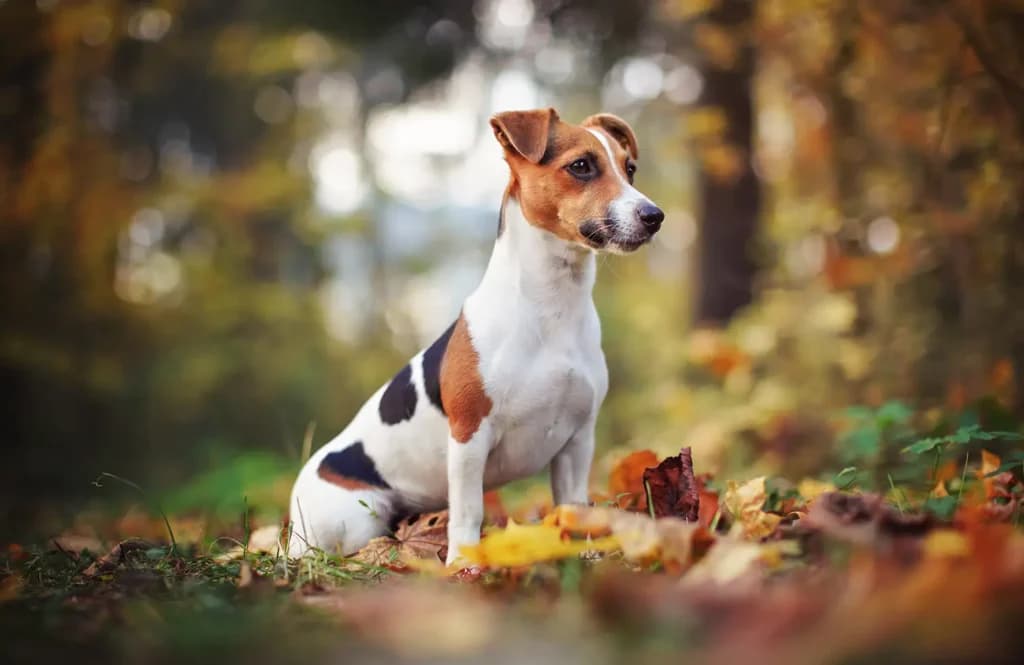 Jack Russell Terriers: Small Body, Big Personality