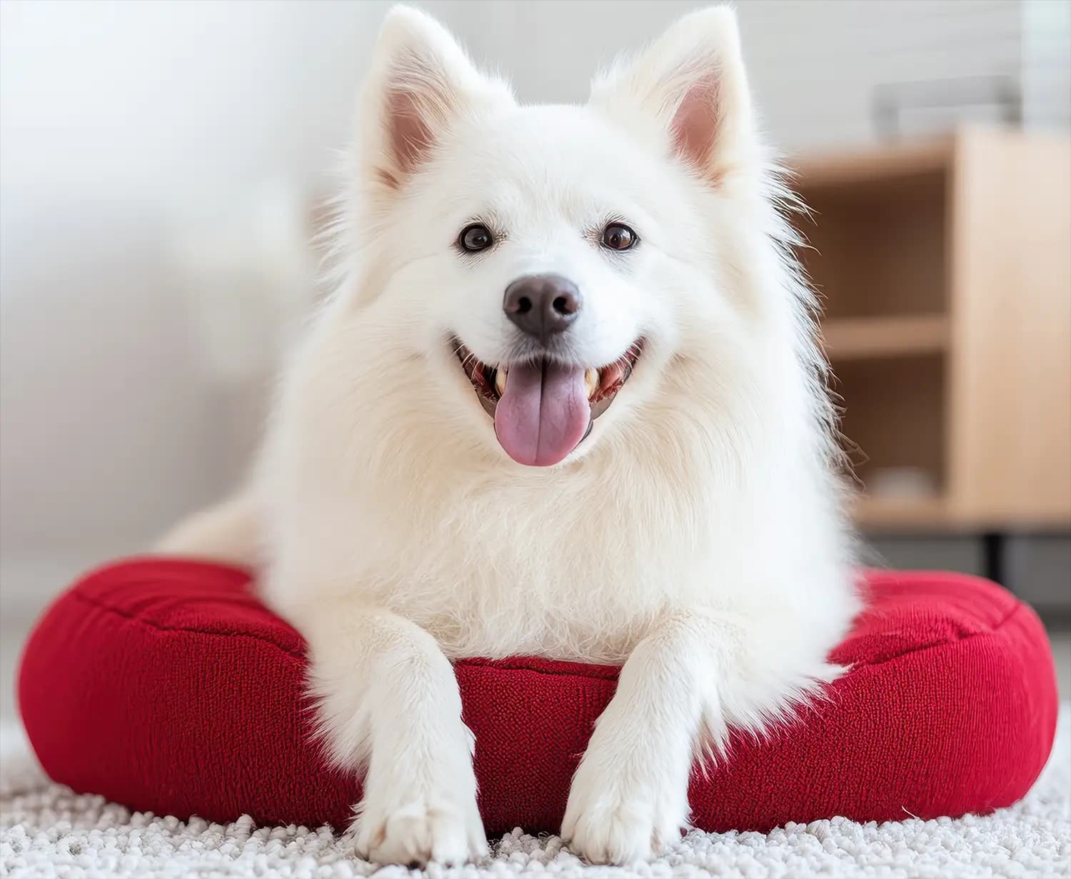 Samoyeds: Smiles, Snow Coats, and Warm Hearts