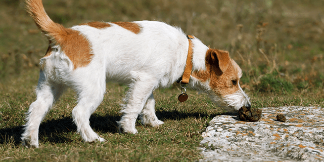 Dog sniffing/eating its own poop