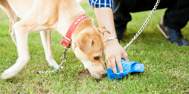 Dog sniffing dog poop as owner cleans it up