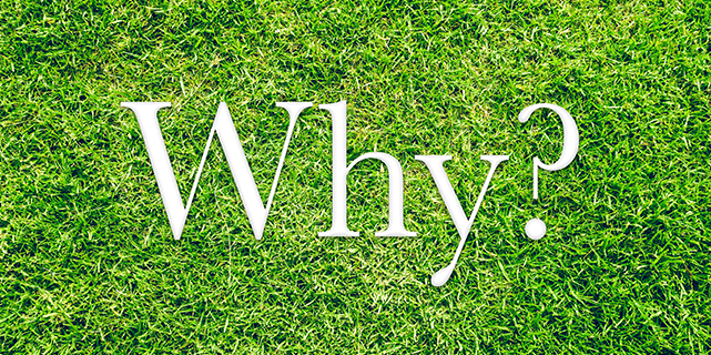 "Why?" in grass