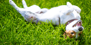 Playful dog rolling around in the yard