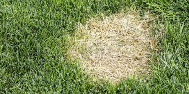 Patch of dead grass on green lawn