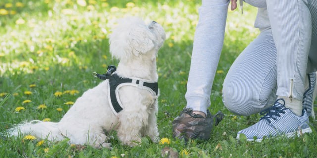 Pet Waste Removal In Downtown Indy IN