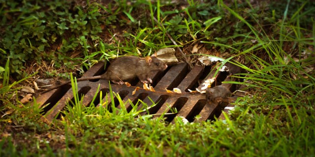 Dog Poop Attracts Rodents POOP 911 Blog