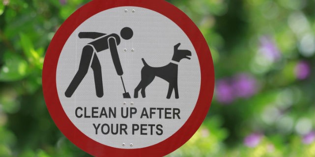 how do i disinfect my lawn after dog poop