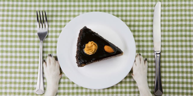 Plate with piece of dog chocolate cake with dog paws by plate