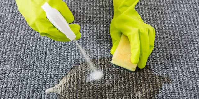 Close-up Of Person Hand Spraying Detergent On Carpet