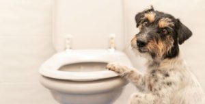 Dog on the toilet