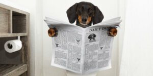 Dog sitting on toilet while reading an Oklahoma City pooper scooper service POOP 911 newspaper article