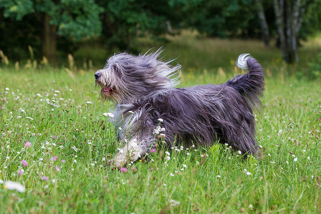 Bearded Border Collie Most Playful Dog Breed