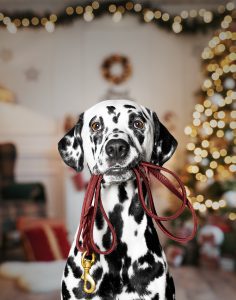 Dalmatian Most Playful Dog Breed