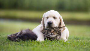 10 questions to ask your vet photo of dog and cat buddies chillin' in the yard together.