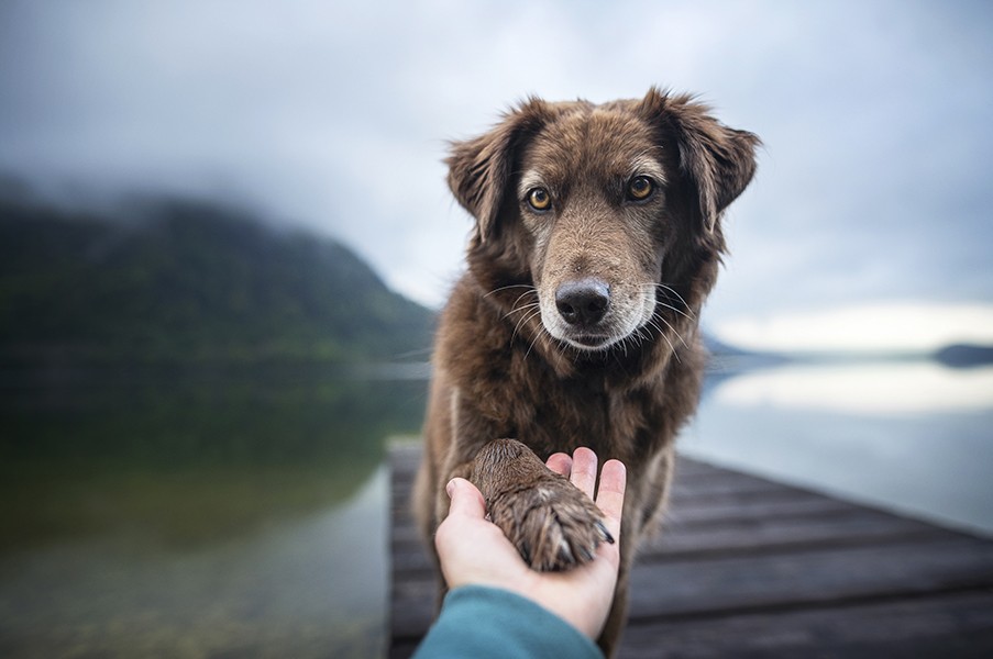 Dog and man are shaking hand and paw as a result of body language conveying trust and friendship.