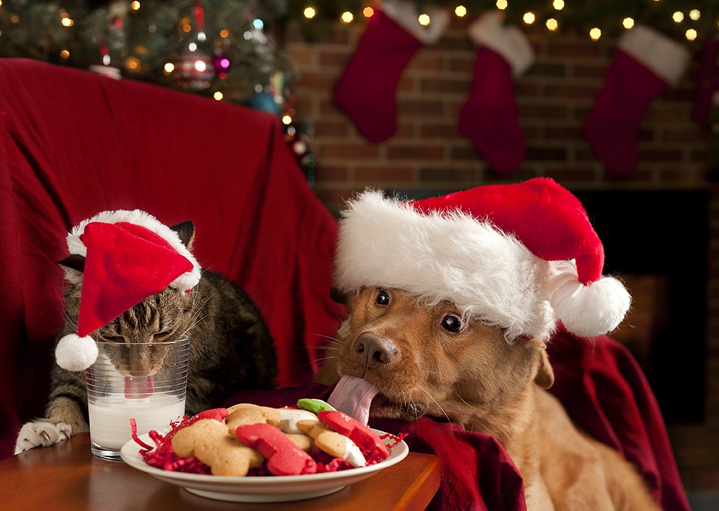 Dog and cat enjoying Santa's cookies and milk