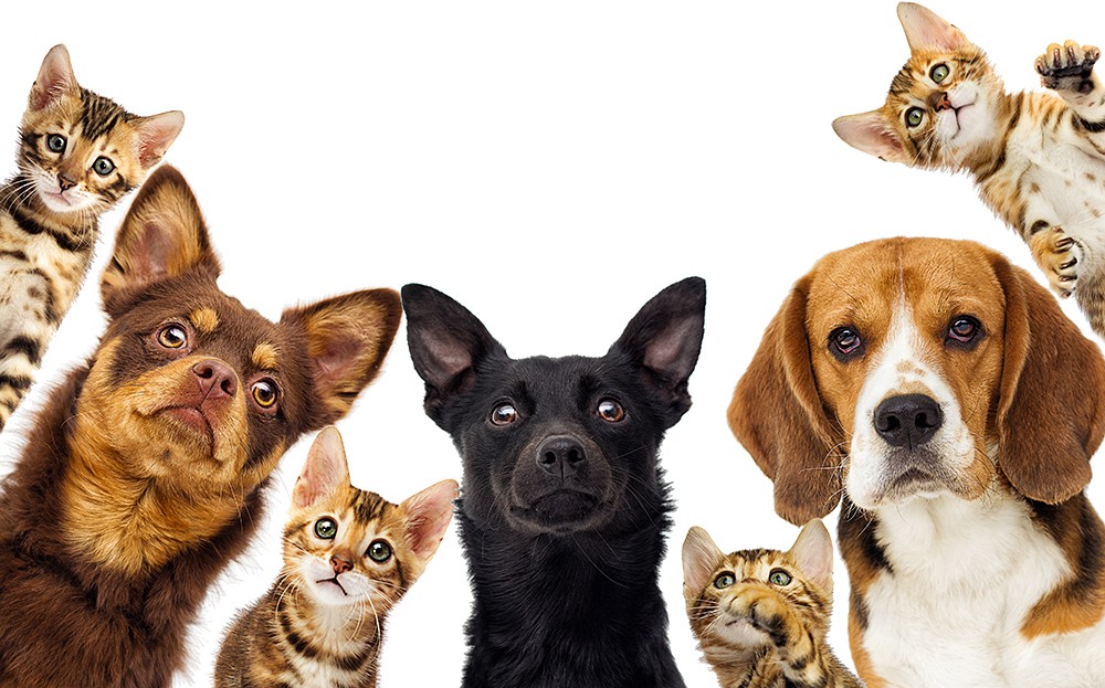 10 questions to ask your vet photo of a few furry cat and dog friends coming in to take a closer look
