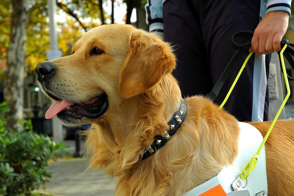 Service Dogs Top Ten Best Breeds POOP 911 Blog