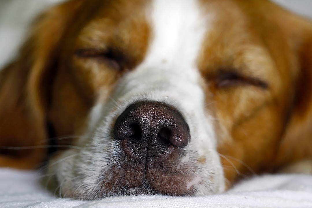 Close up of a sleepy Brittany Spaniel taking a nap