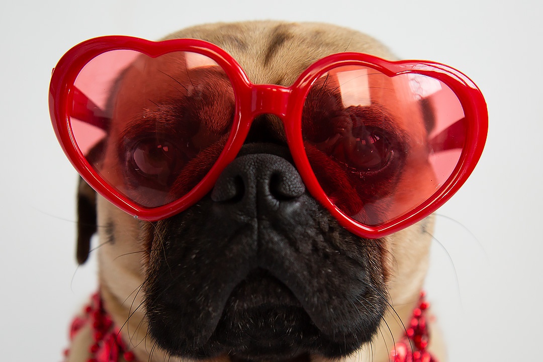Red Eyes in Dogs Blog Article with Pug wearing red heart shaped sunglasses.