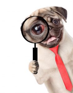 Red eyes in dogs blog page photo of pug dog using magnifying glass.