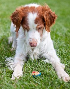 Spotlight on the Brittany Spaniel staring at a cookie in the yard