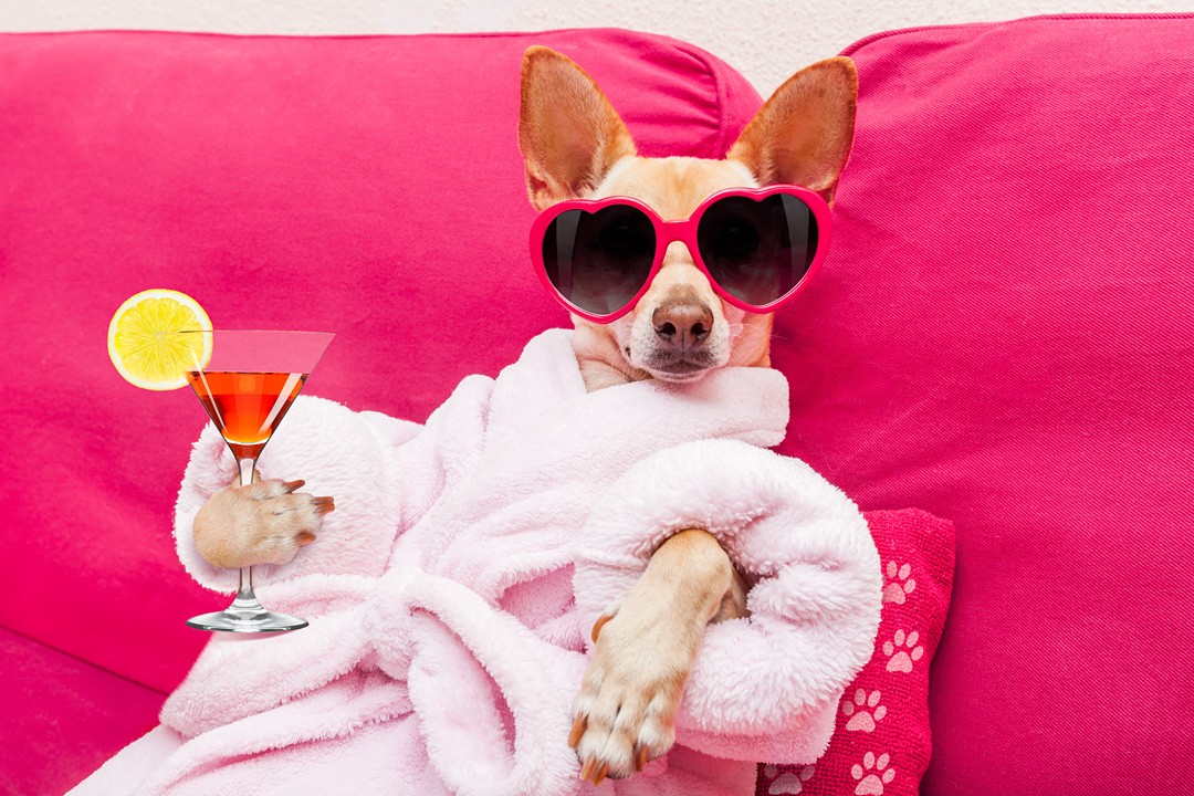 Calming dog with sunglasses lounging in bathrobe sipping a refreshment.