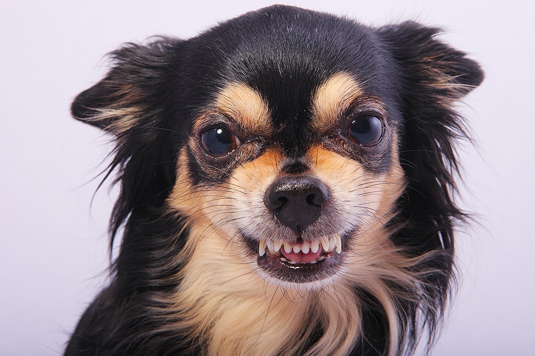 Why do dogs bite article with chiwawa dog showing us her teeth.