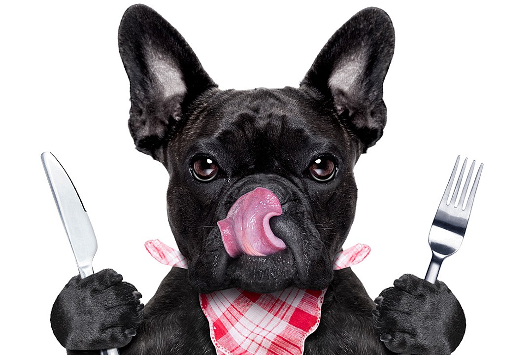 Why do dogs eat poop? Hungry dog wearing a bib and licking his lips.