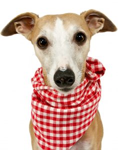 Why do dogs eat poop? Cute little dog wearing a bib and staring at camera.