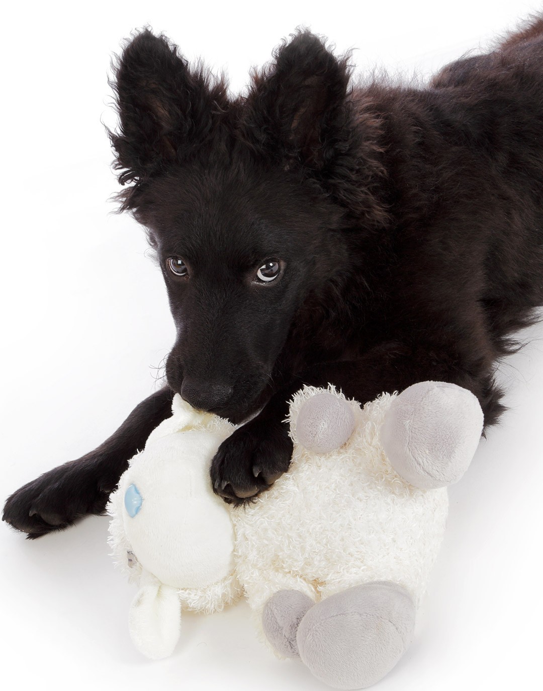 Top Five Reasons Why Dogs Bite Yardsweepers