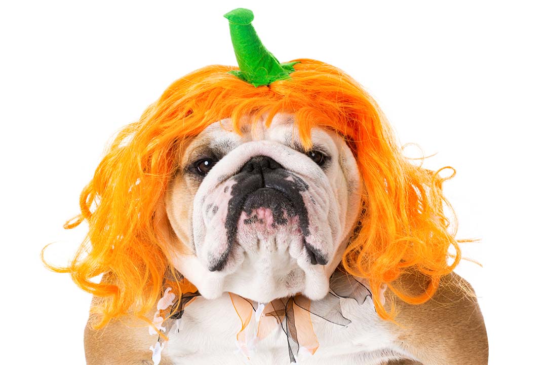 Dog wearing halloween pumpkin costume.