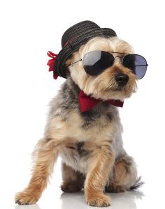 Dapper Dog. Halloween Costumes for Dogs.