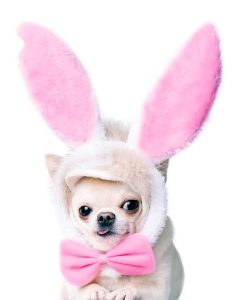 Bunny Dog. Halloween Costumes for Dogs.