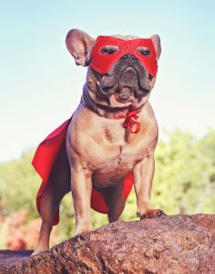 Hero Dog. Halloween Costumes for Dogs.