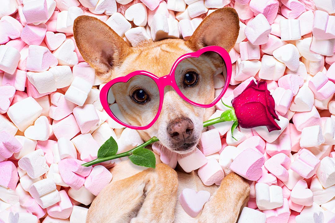 Valentines Day Dog